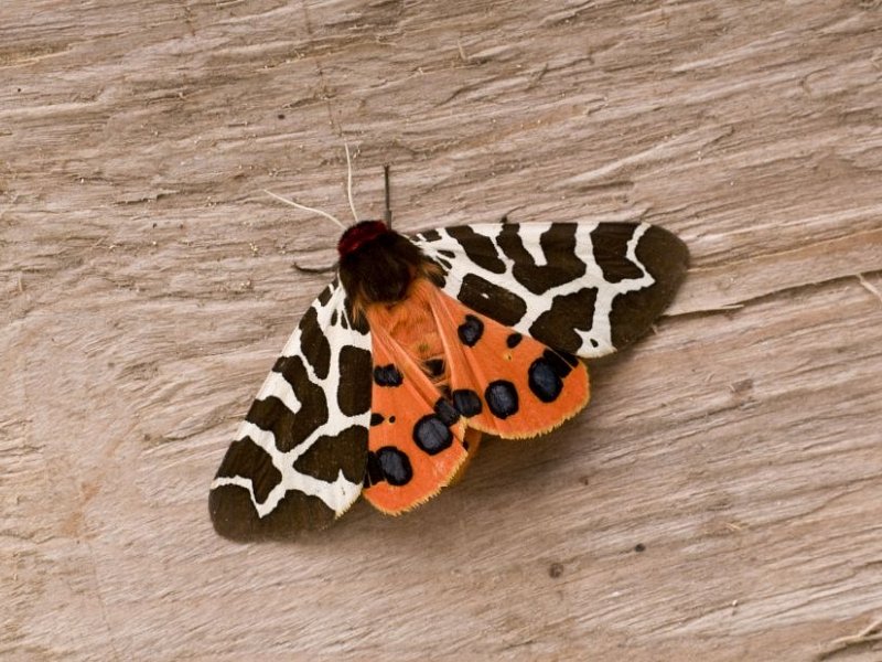 Wildlife courses and walks in August 2016